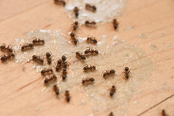 Best Spider Control Near Me  in Montclair, VA